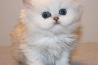 Partner Lovcat Persians , 8 Lovely Persian Cat Breeders In Cat Category