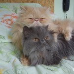 persian cat  , 5 Good Persian Cat Diet In Cat Category