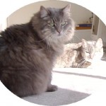 persian cat adoption , 6 Stunning Persian Cats Houston In Cat Category