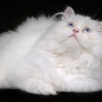 persian cat adoption , 6 Stunning Persian Cats Houston In Cat Category