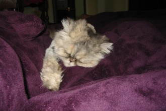 Persian Cat Allergies , 6 Persian Cat Allergies To Consider In Cat Category