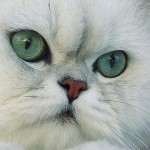 persian cat breed , 7 Charming Facts About Persian Cats In Cat Category