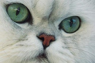 Persian Cat Breed , 7 Charming Facts About Persian Cats In Cat Category