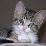 persian cat breeders , 6 Nice Persian Cat Rescue Virginia In Cat Category