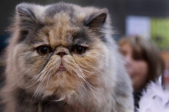 Persian Cat Breeders , 10 Fabulous Persian Cat Rescue California In Cat Category