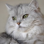 persian cat breeders , 8 Charming Different Types Of Persian Cats In Cat Category