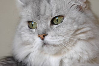 Persian Cat Breeders , 8 Charming Different Types Of Persian Cats In Cat Category