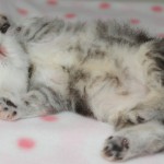 persian cat breeders , 7 Cute Teacup Persian Cat For Sale In Cat Category
