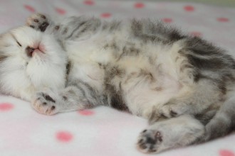 Persian Cat Breeders , 7 Cute Teacup Persian Cat For Sale In Cat Category
