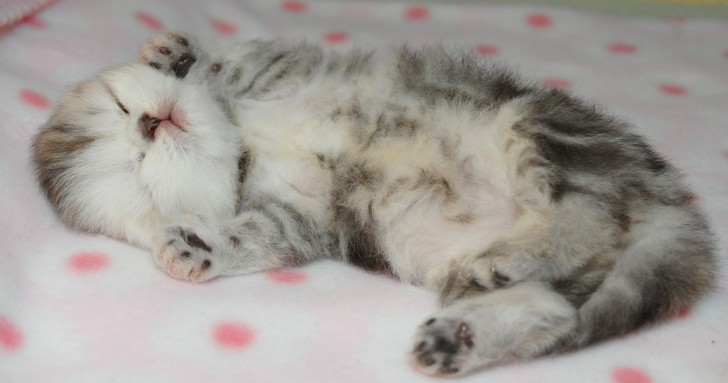 Cat , 7 Cute Teacup Persian Cat For Sale : Persian Cat Breeders