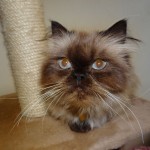 persian cat breeders , 9 Lovely Persian Cat Eye Problems In Cat Category