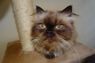 Persian Cat Breeders , 9 Lovely Persian Cat Eye Problems In Cat Category