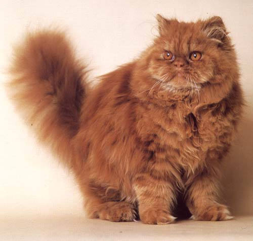 Cat , 9 Awesome Types Of Persian Cats : Persian Cat Breeds