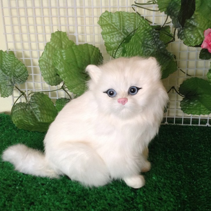 Cat , 7 Charming Persian Cat Price Range : Persian Cat Cartoon