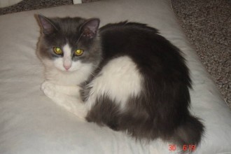 Persian Cat For Sale , 9 Cute Persian Cat San Diego In Cat Category
