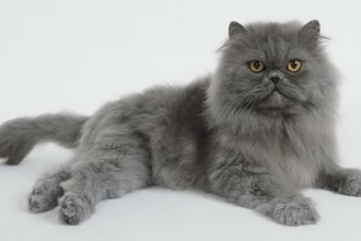 Persian Cat Grooming , 8 Nice Persian Cat Shedding In Cat Category