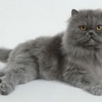 persian cat grooming , 7 Cute Persian Cat Lifespan In Cat Category