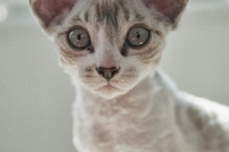 persian cat hypoallergenic in Genetics