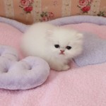 persian cat kitten , 7 Good Teacup Persian Cats In Cat Category