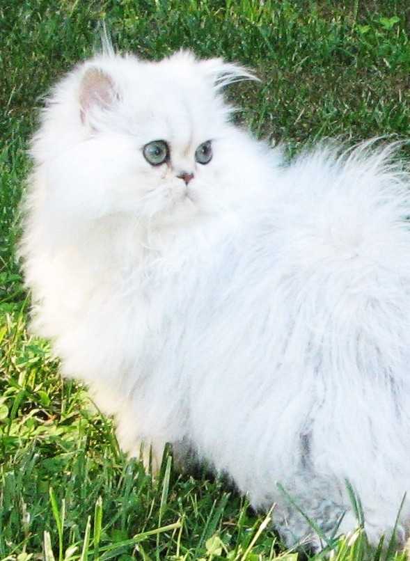 persian cat personality