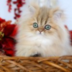 persian cat pictures , 8 Cool Teacup Persian Cat Price In Cat Category