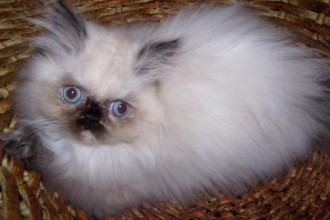 Persian Cat Show , 5 Best Himalayan Persian Cat For Sale In Cat Category