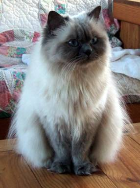 persian cat , 9 Cute Persian Cats Hypoallergenic In Cat Category