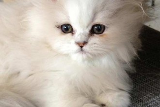 Persian Cat , 7 Charming Chinchilla Persian Cats In Cat Category