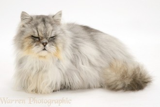 Persian Cats For Sale Uk , 9 Charming Chinchilla Persian Cat In Cat Category
