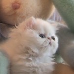 persian cats , 7 Cute Mini Persian Cats For Sale In Cat Category