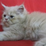 persian cats , 8 Cool Adopt A Persian Cat In Cat Category