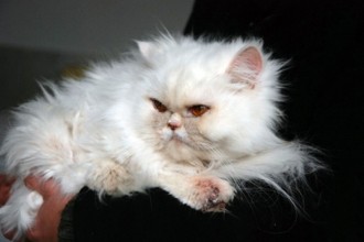 Persian Cats , 5 Nice Persian Cat Personality In Cat Category
