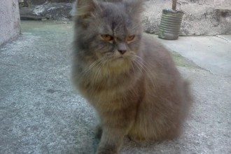 Persian Cats , 6 Lovely Miniature Persian Cats For Sale In Cat Category