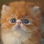 persian cats , 9 Lovely Persian Cat Eye Problems In Cat Category
