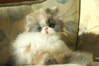 Persian Cattery , 7 Charming Himalayan Persian Cat In Cat Category