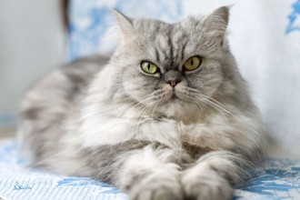 Cat , 9 Good Do Persian Cats Shed : persian grey