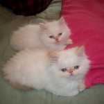 persian himalayan cat , 6 Charming Persian Cat Rescue Los Angeles In Cat Category