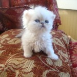 persian himalayan cat , 9 Lovely Persian Cats For Sale In Indiana In Cat Category