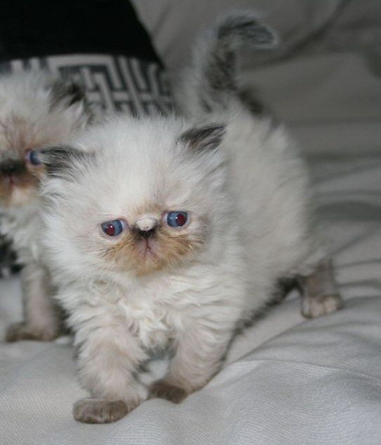 persian himalayan kittens