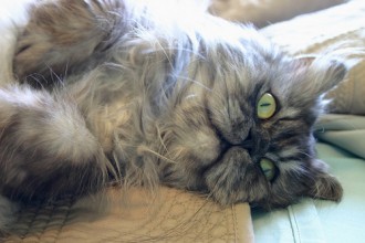 Persian Kitten , 10 Fabulous Persian Cat Rescue California In Cat Category