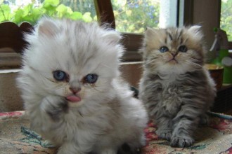 persian kitten breeders in Bug