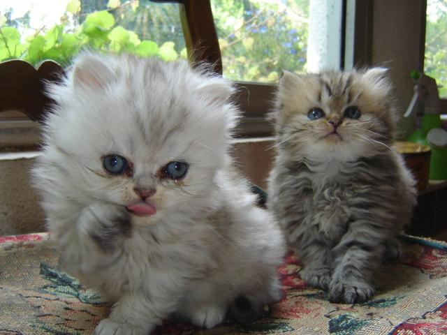 Cat , 8 Lovely Persian Cat Breeders : Persian Kitten Breeders