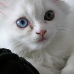 persian kitten shoshi , 9 Nice Persian Cat Eye Care In Cat Category