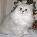 persian kitten , 6 Cute Doll Face Persian Cat In Cat Category