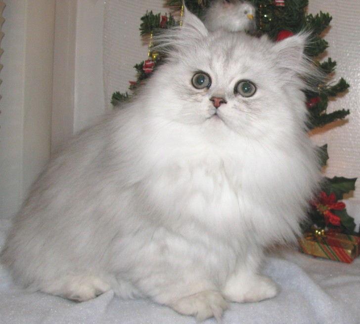 Cat , 6 Cute Doll Face Persian Cat : Persian Kitten