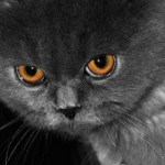 persian kitten , 9 Lovely Persian Cat Eye Problems In Cat Category