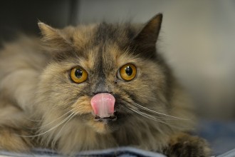 Persian Kittens , 8 Cute Persian Cat Behavior In Cat Category
