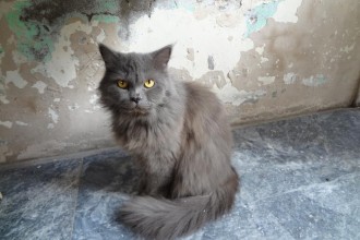 Persian Kittens , 8 Good Persian Cat Health Problems In Cat Category