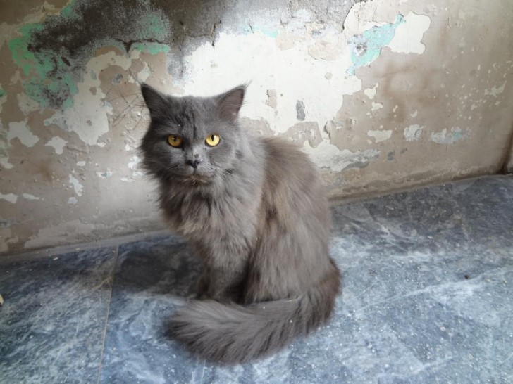 Cat , 8 Good Persian Cat Health Problems : Persian Kittens