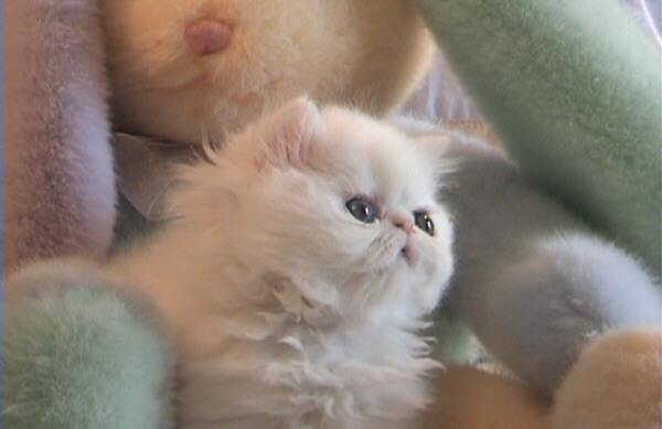 Cat , 5 Fabulous Miniature Persian Cats : Persian Kittens